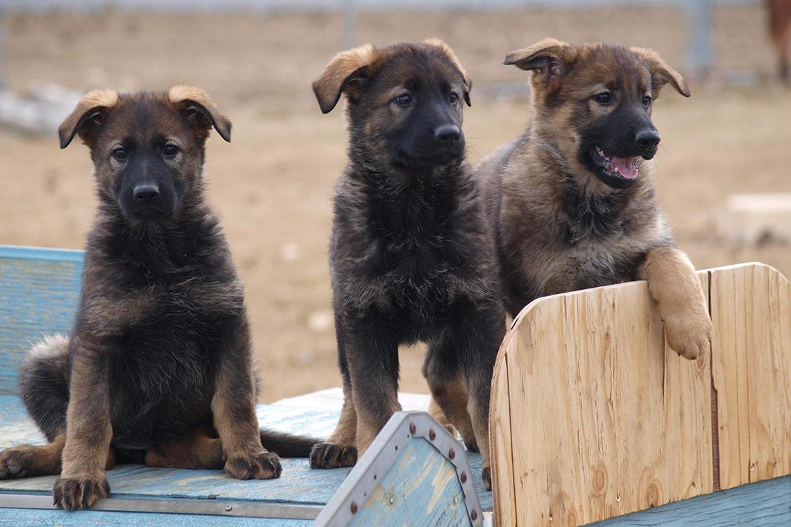 Canada's tweet photo. Get ready to say "awwww"! Happy #CanadaDay from these #RCMP police dog training program cuties! #StrongProudFree http://t.co/n18x9LsMTR