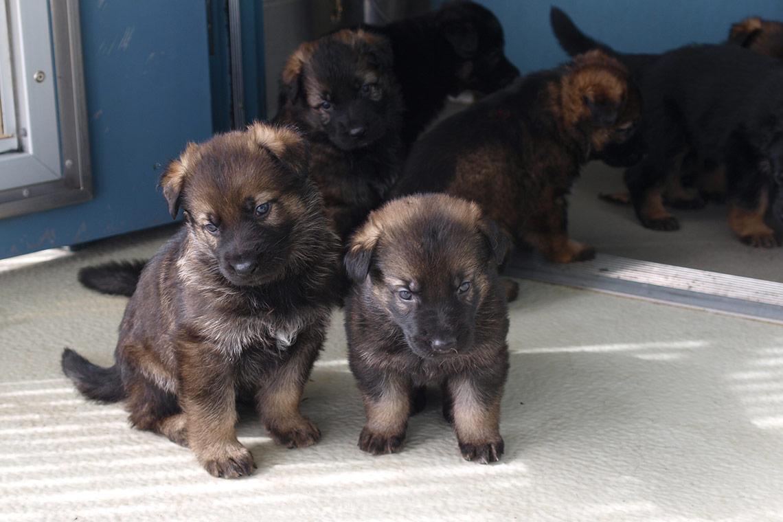 Canada's tweet photo. Get ready to say "awwww"! Happy #CanadaDay from these #RCMP police dog training program cuties! #StrongProudFree http://t.co/n18x9LsMTR