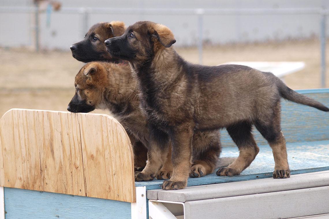 Canada's tweet photo. Get ready to say "awwww"! Happy #CanadaDay from these #RCMP police dog training program cuties! #StrongProudFree http://t.co/n18x9LsMTR