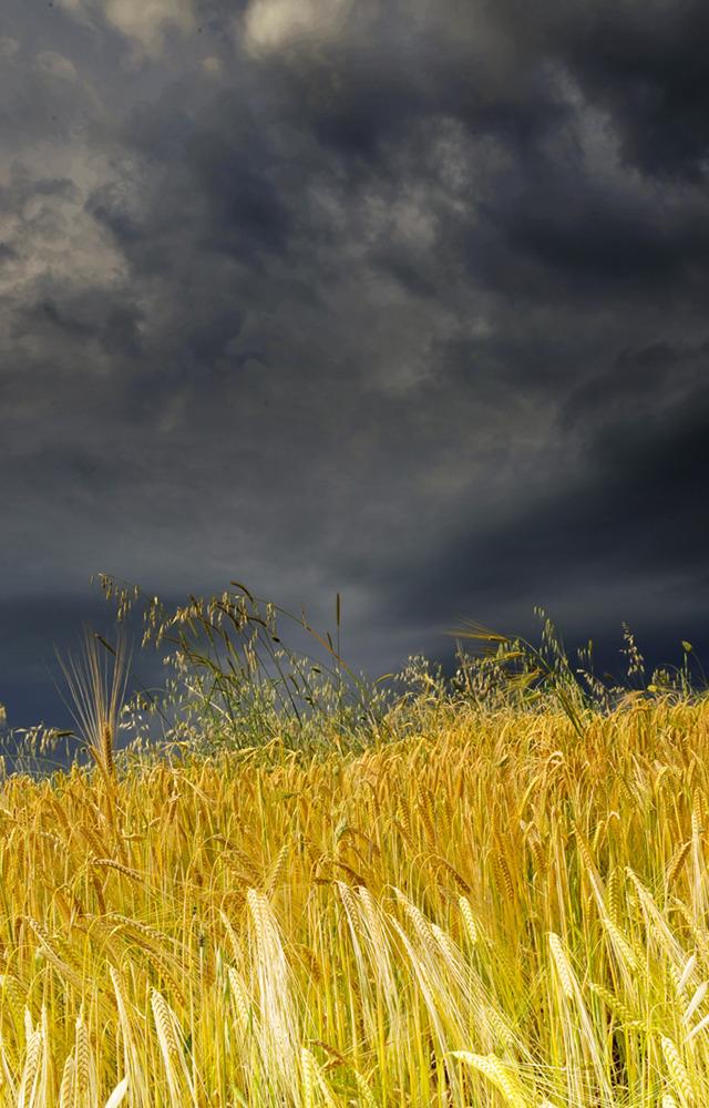 Giunge nel vento l'odor di terra...giunge nel vento l'odor di grano al vento , mentre borbotta di nero il tempo.