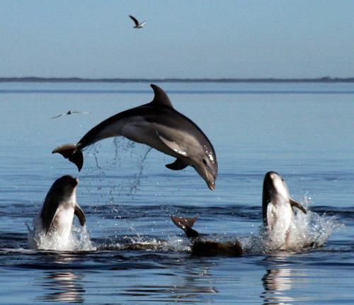 EL DELFIN,  REY DE LOS MARES... - Página 2 CI2P7QWWgAACSXc