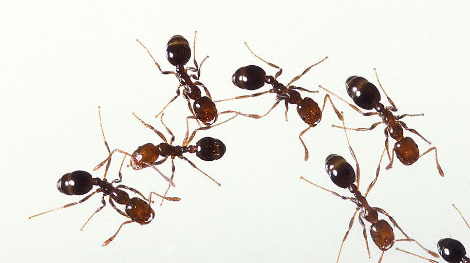 oconnorpest1's tweet photo. Lots of #ants marching around now the sun is out! Call OConnor Pest Control 07593430079 or0161 915 7383 @oconnorpest1 http://t.co/jPrYbXjb8X