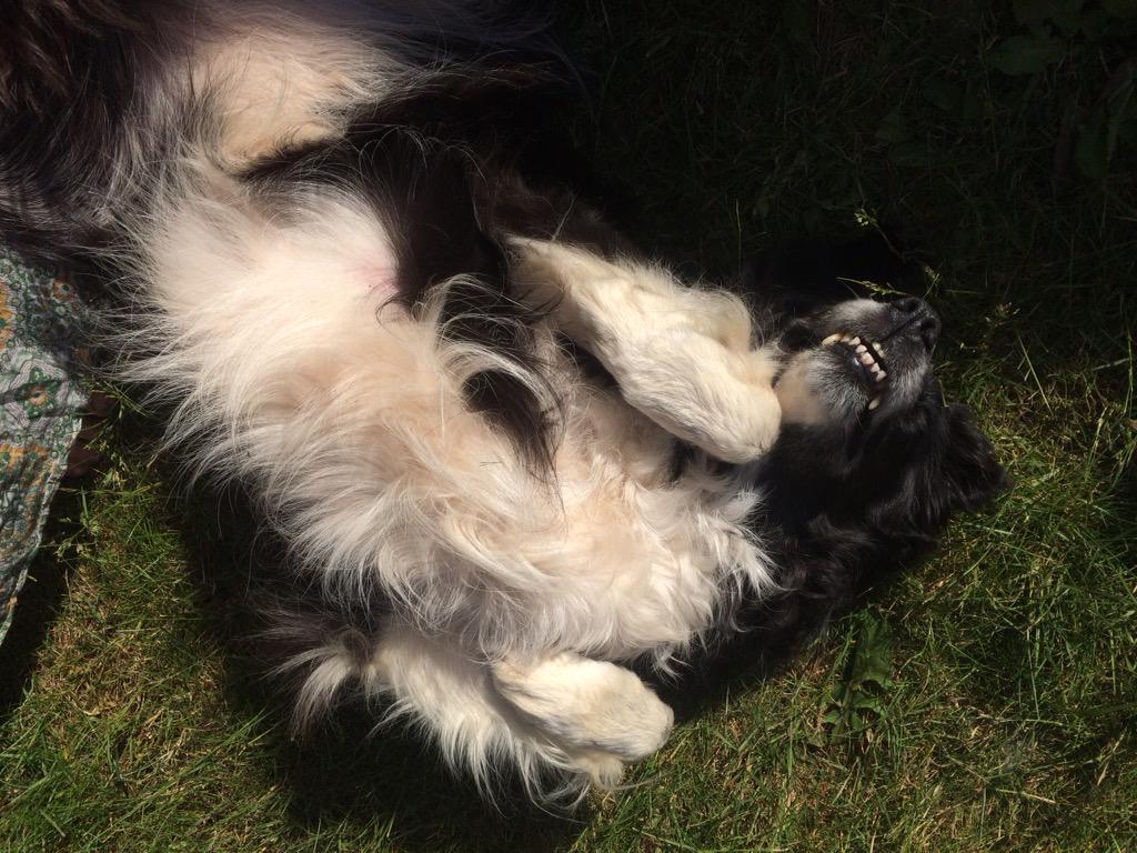 becintheworld's tweet image. #bordercollie #dogchill