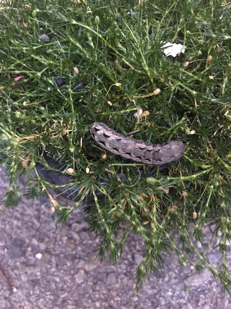 cpbake's tweet photo. Found this hiding in my Irish moss, but could not ID it...any thoughts? #BioBlitzLA http://t.co/sTwP3vpkg5