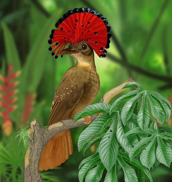 atekonkon's tweet photo. Amazonian Royal Flycatcher http://t.co/7fCkstMVe8 RT @ebubekiryaman @tomato_neko