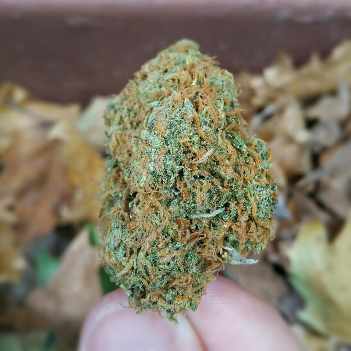 strainrobbers's tweet photo. #JackTheRipper is quite red... Hopefully it's just a coincidence.
#cannabis #marijuana #weed #sativa http://t.co/sTRCDmAh7F