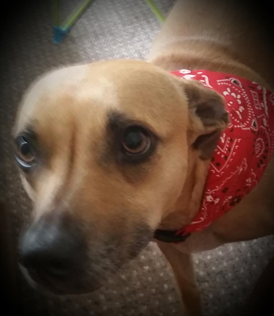 New fashion  accessory for Nora. you can see she loves it x