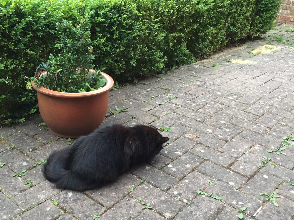 dog pica treatment dog pica treatment