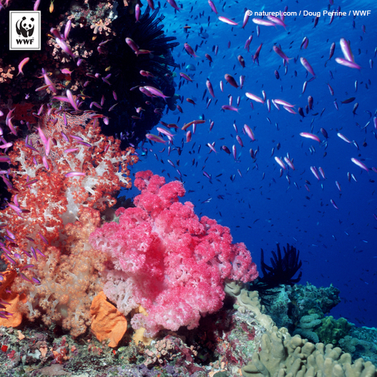 World_Wildlife's tweet photo. Retweet the good news: An end to Great Barrier Reef dumping is imminent! http://t.co/4xy10dGW4s http://t.co/G65X3kuBXg