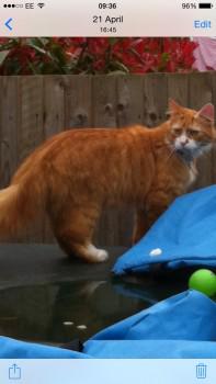 chris towers tweet media