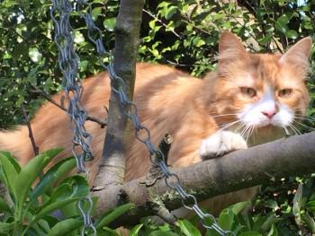 chris towers tweet media