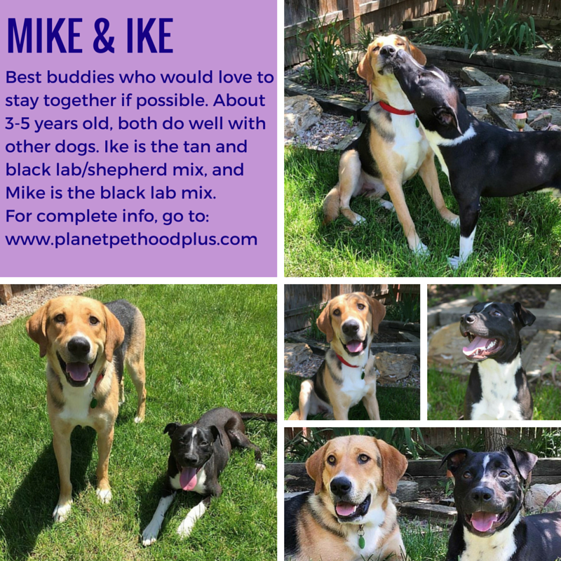 PlanetPetDenver's tweet photo. Mike &amp; Ike are fixed, utd on shots, and looking for a forever home! Apply here to adopt: http://t.co/WchcvGwA1p http://t.co/vILywrY64i