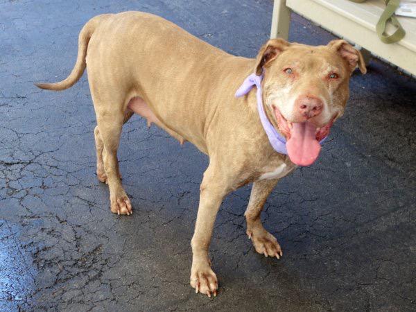 Southern Pride tweet media