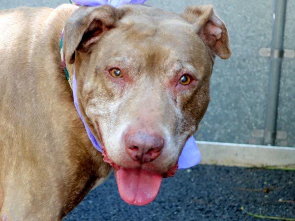 Southern Pride tweet media