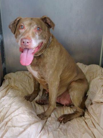 Southern Pride tweet media