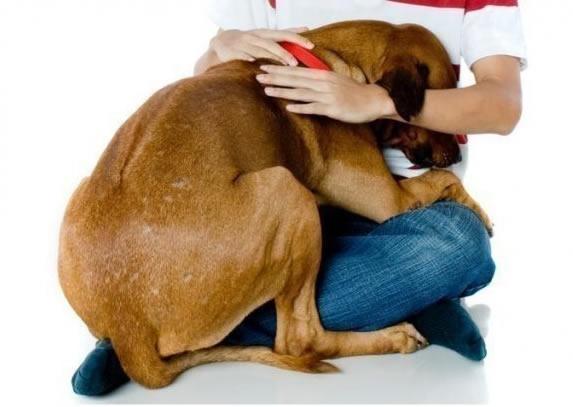 #vivetumascota ¿sufre tu perro ansiedad por tu ausencia? goo.gl/mv3N5g