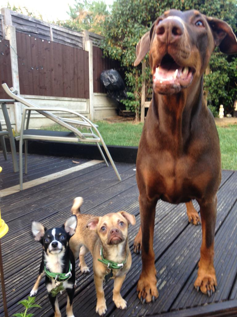Brooks28Amy's tweet photo. Beautiful babies 🐶❤️ http://t.co/90Ji1QH643