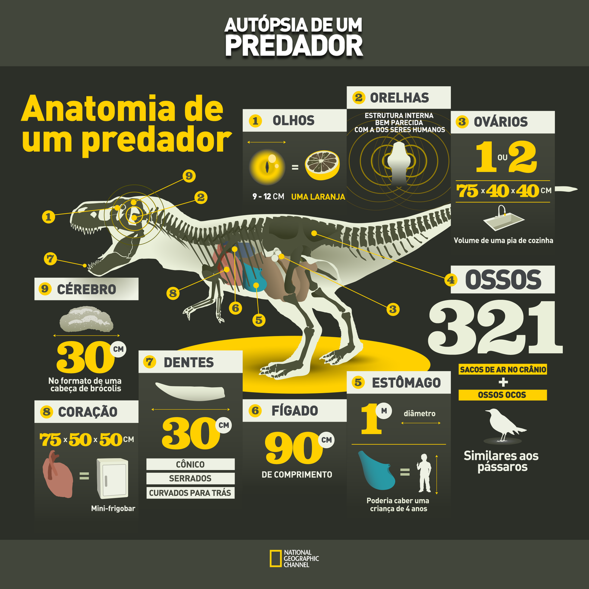 NatGeoTVBrasil's tweet photo. Conheça ainda mais sobre o T-Rex em 10 min, em Autópsia de Um Predador no Julho Gigante! http://t.co/B2gzt6Ka50