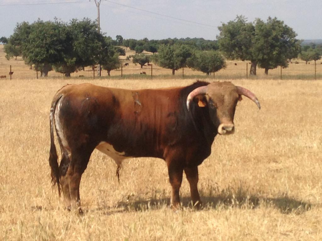 lostalayos's tweet photo. Este año estaremos de nuevo ...en LA ALBERCA y ESPEJA #lostalayos http://t.co/194kFGaksO