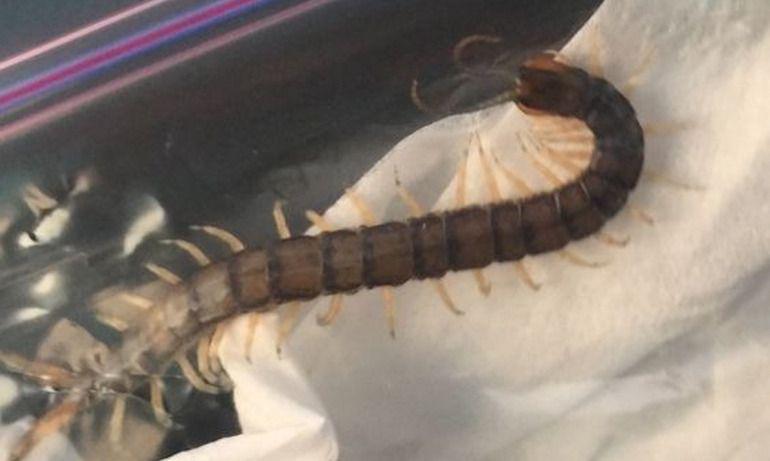 telegramster's tweet photo. Teen pulls 4-inch-long centipede out of his ear 
http://t.co/DeYQ9JDLTC
#news http://t.co/TcSbLsdrkG