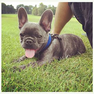 Frenchie_Cute's tweet photo. A walk in the park. x #dogoftheday #wollatonpark #frenchbulldog #maxkurtis http://t.co/OUeyce4ybw http://t.co/1by3go0p25