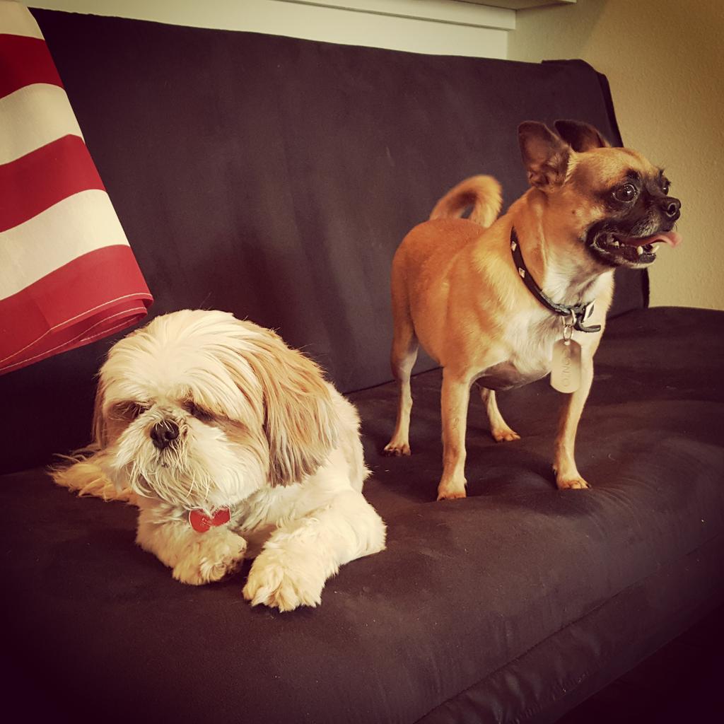 thesmallhands_'s tweet photo. #porndogs #ramonaandgonzo http://t.co/TunBS4cUPr