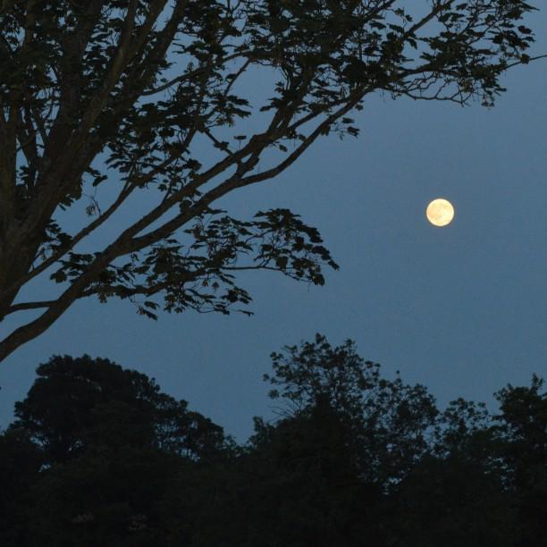 The #moon in #CarshaltonBeeches tonight is amazing, #HottestDayInJuly