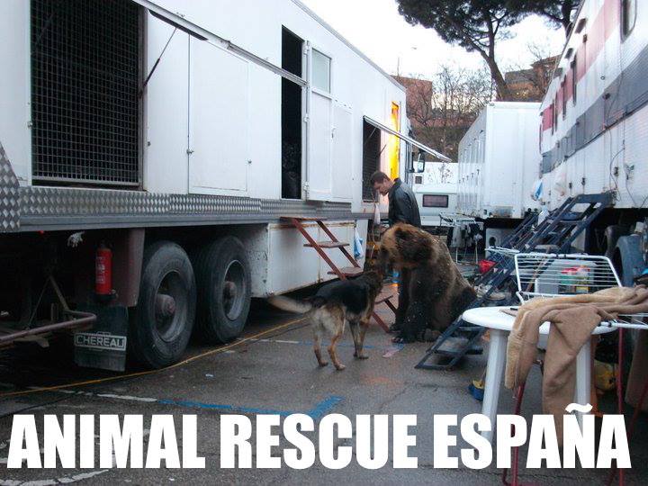 Alicia_Soriano's tweet photo. Así vive el oso de #VayaFauna1 Foto denuncia de 2011, Ese oso vive hacinado en un trailer durante toda su vida. :( http://t.co/V6HQZJyDcV