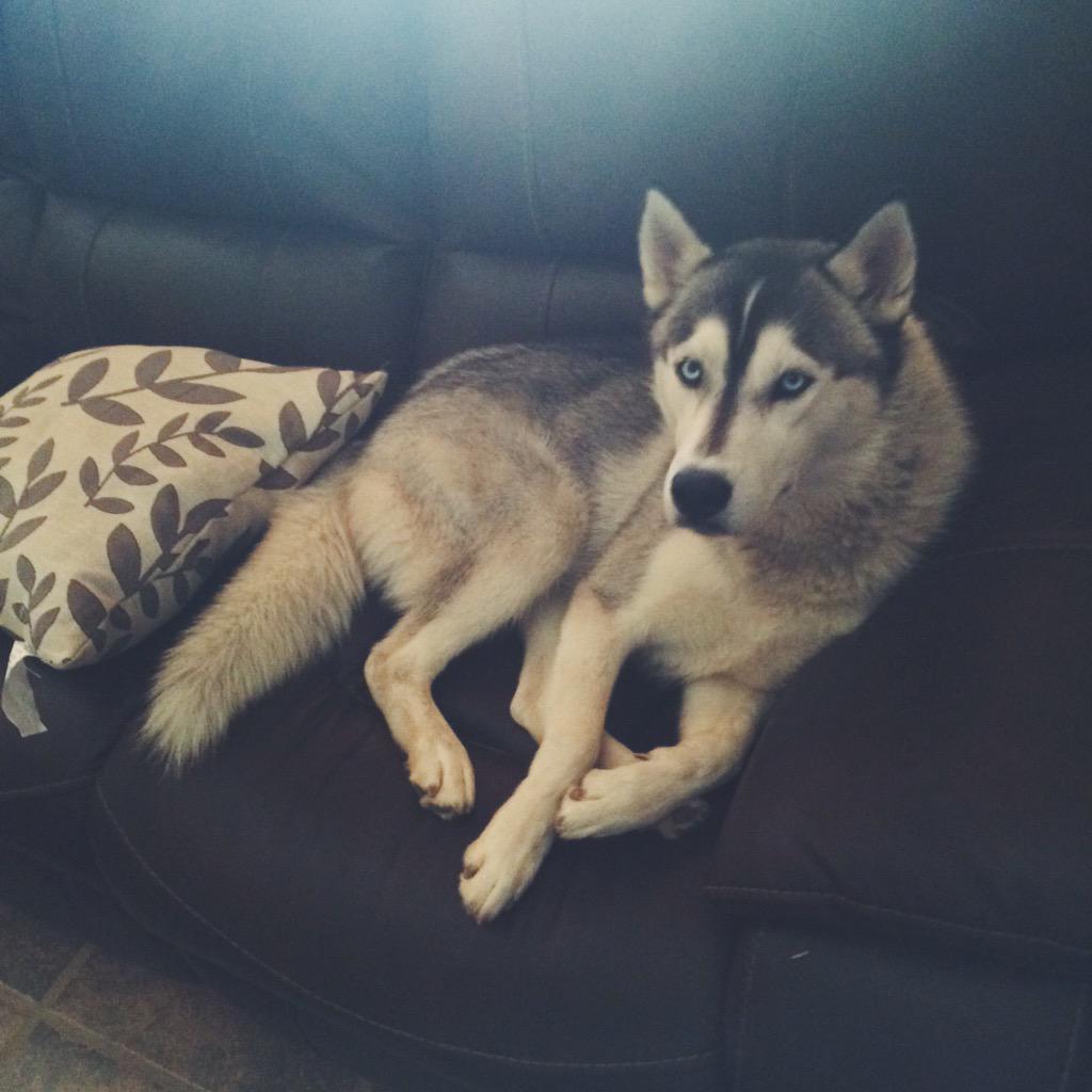 jamesgriegoo's tweet photo. I like his eyes 🐺 #Thorminator http://t.co/vVJaBoqA3C