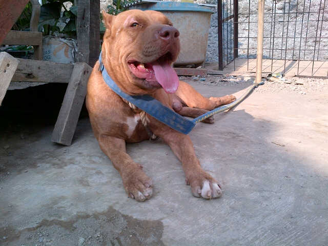 Sumpah kerennnn,mauuuu :( "<a href="/zinikavanaalst1/">zinika</a>: Kojek!! #pitbull #bandung "