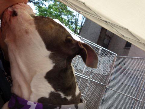 Southern Pride tweet media