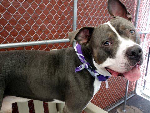 Southern Pride tweet media