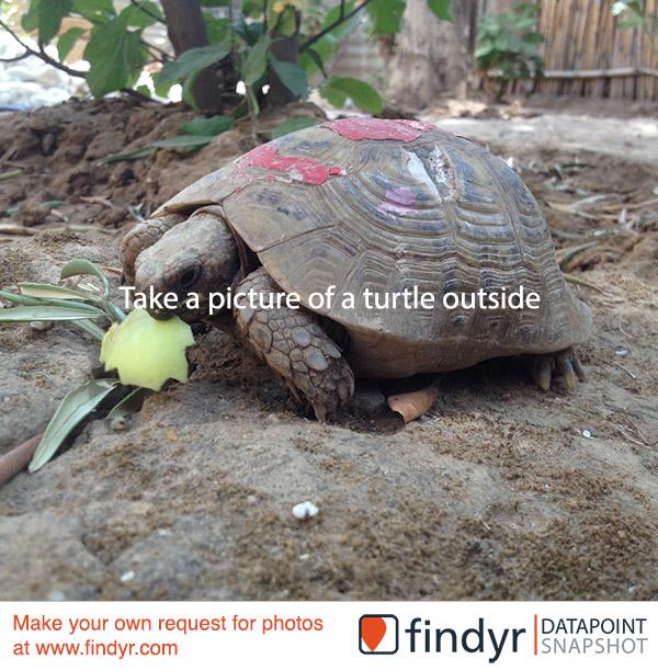 picmosaic's tweet photo. Take a Picture of a Turtle Outside http://t.co/gaF9XzgAMO #findyr http://t.co/asPmykJEvg