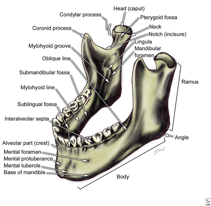 HowardFarran's tweet photo. The mandible, or jaw, is the lower jawbone in humans. Dentist #Dentistry http://t.co/CNkOGxnm08
