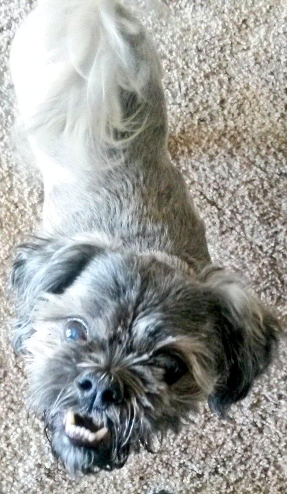 GramDogHomestay's tweet photo. Ewok? No, it's Gizmo! My cute and funny @DogVacay guest. #smiletoday http://t.co/e5aLxAPzak