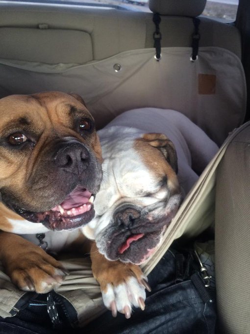 They are just do dang cute sometimes :) Smokey loves his sister #sleepytime #puppylove #roadtrip http://t<a href="/tag/puppylove"class="tags"><span>#puppylove</span></a><a href="/tag/roadtrip"class="tags"><span>#roadtrip</span></a><a href="/tag/sleepytime"class="tags"><span>#sleepytime</span></a>
