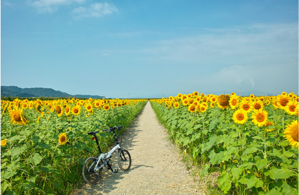 DahonBikeRu's tweet photo. Доброе утро, друзья!

http://t.co/3hzW771MvS http://t.co/m8mgNGMrii