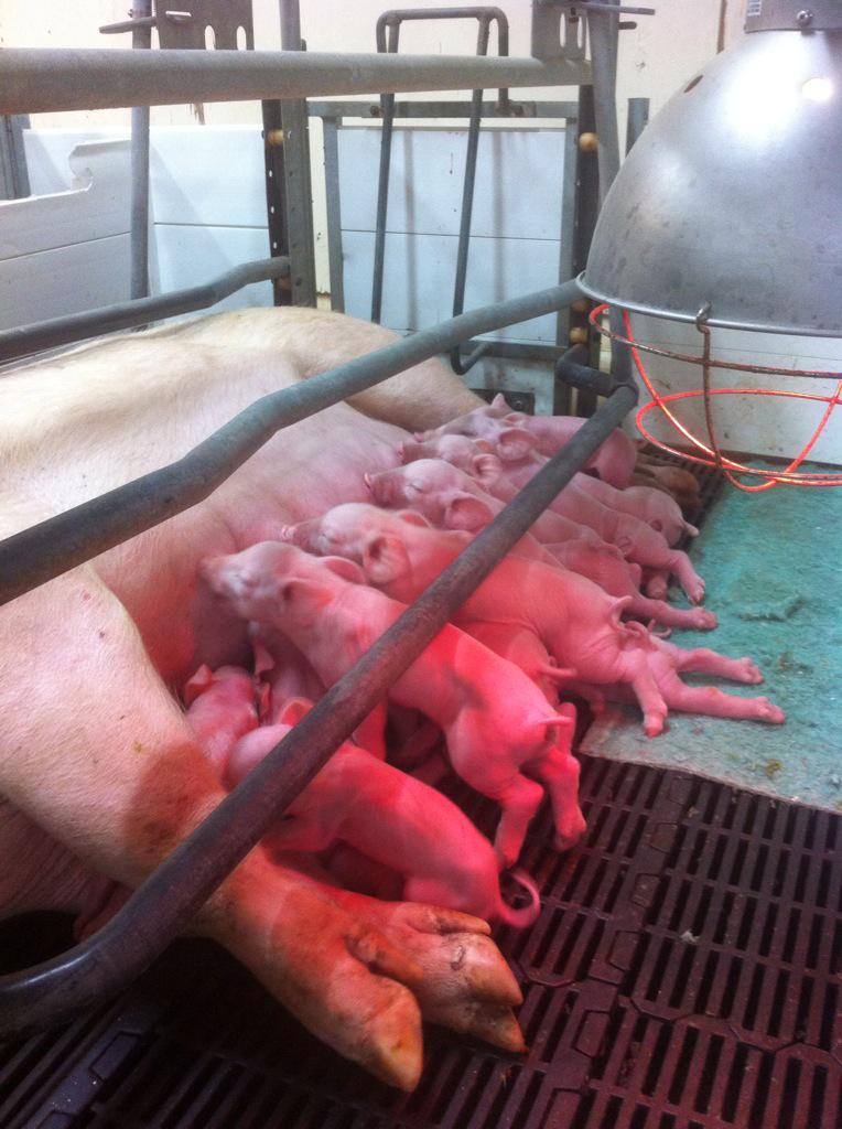 mikejoycestein's tweet photo. Really like the look of these 8 hour old #maxters http://t.co/UMUgD62lXw