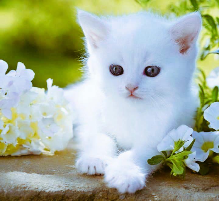 ❤Anim❤❤❤ tweet media