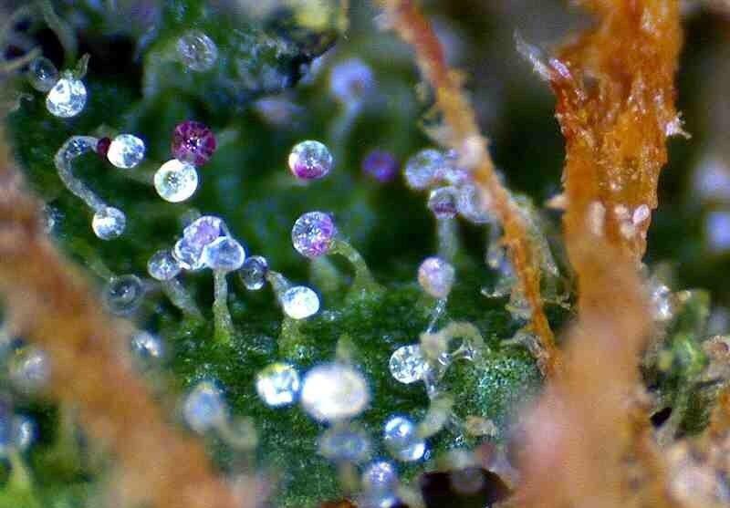 FactBoook's tweet image. Marijuana under a microscope.