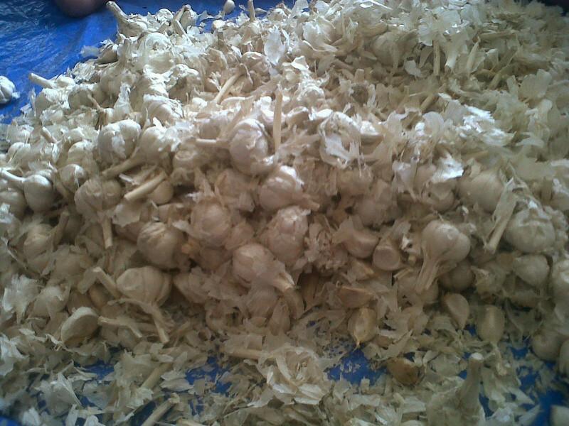 Arief_Farin's tweet photo. Garlic http://t.co/kVgey9dmlp
