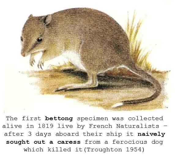 Jason__Cummings's tweet photo. On re-introductions &amp; reversing a long history of wildlife decline #TSsummit #extinctionofexperience @MulligansFlat http://t.co/I1UEmrDb6p
