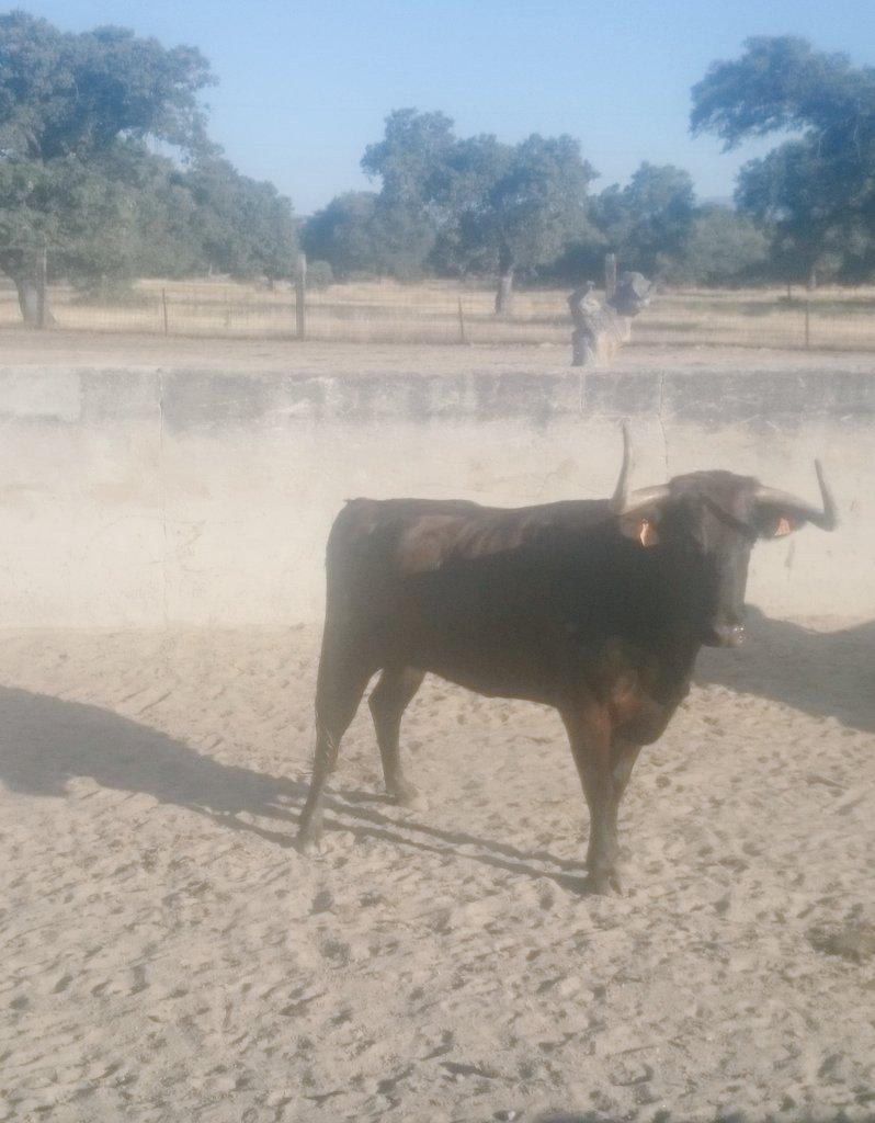 davidmuozveliz's tweet photo. MULERA ya esta lista para ser lidiada mañana en garganta la olla  @orgyeventos http://t.co/EUHIlEPeHE