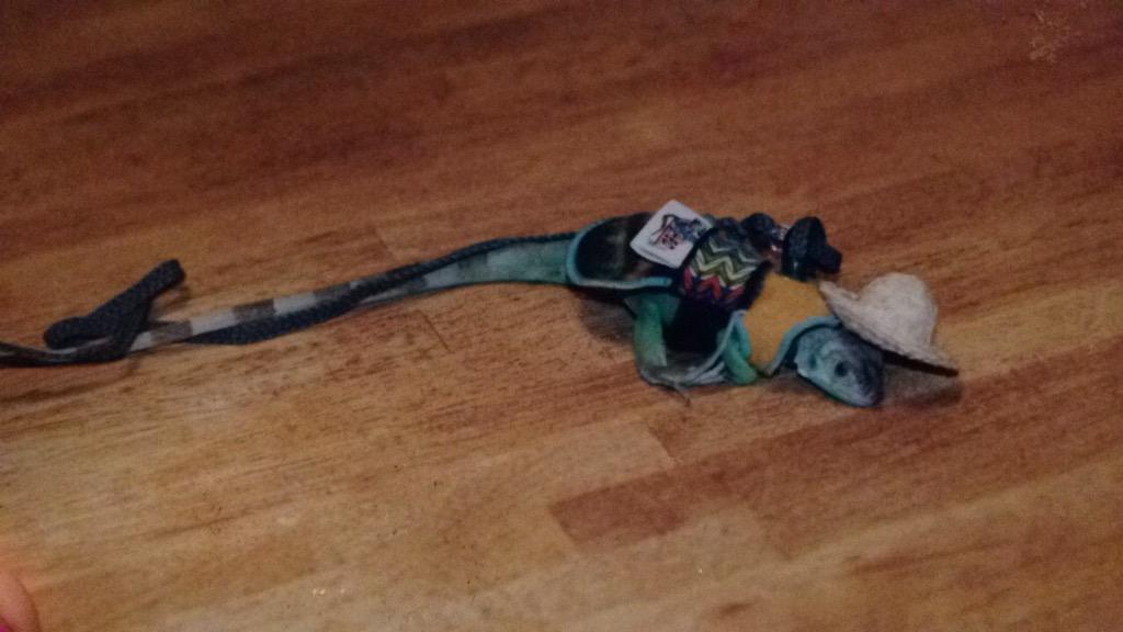wordsofanna's tweet image. This pic is for anyone who didn't believe me when I told them we used to dress my iguana up in a sombrero #RIPDom