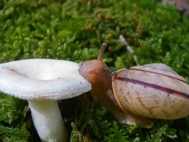 ガブッ ガブッ カタツムリの食事シーンがまるでハーモニカを吹いてるようでかわいい Togetter