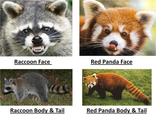 ESPC_EmmaLin's tweet photo. (เห็นแวบๆ red raccoon ไม่มีนะคะ มีแต่ red panda กับ raccoon...) http://t.co/UnYyBmPcGt
