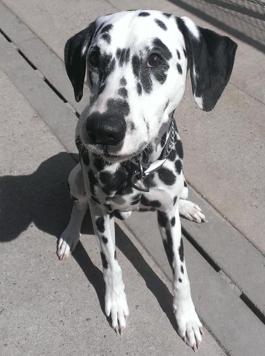 Dun-Roamin' Dogs tweet media