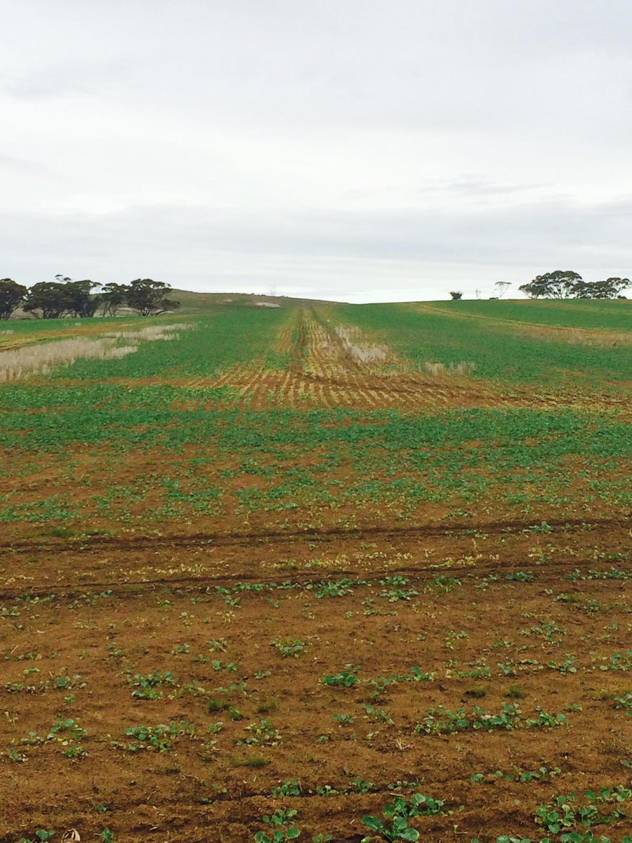 tihollins's tweet image. Spinners on spreader not working properly. Nitrogen burns canola.