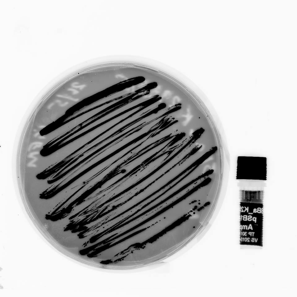 Mid year break is coming along nicely #unsw #iGEM