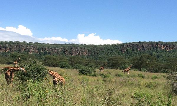HisiaSafaris's tweet photo. Las #jirafas de Rothschild se han dejado ver en grandes grupos estos días en el #lago #Nakuru #Kenya #Africa #safari http://t.co/5RO3oBYuub